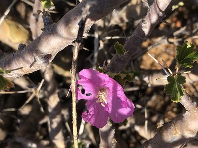 Sarcocaulon marlothii, photographed by Dave U
