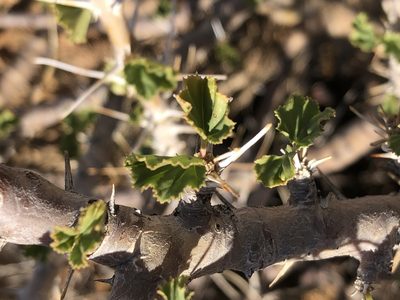 Sarcocaulon marlothii, photographed by Dave U