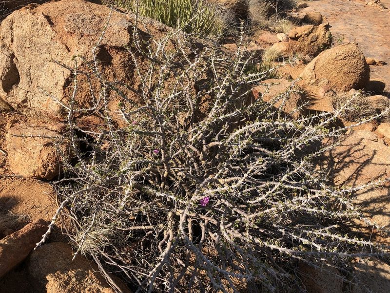 Sarcocaulon marlothii, photographed by Dave U