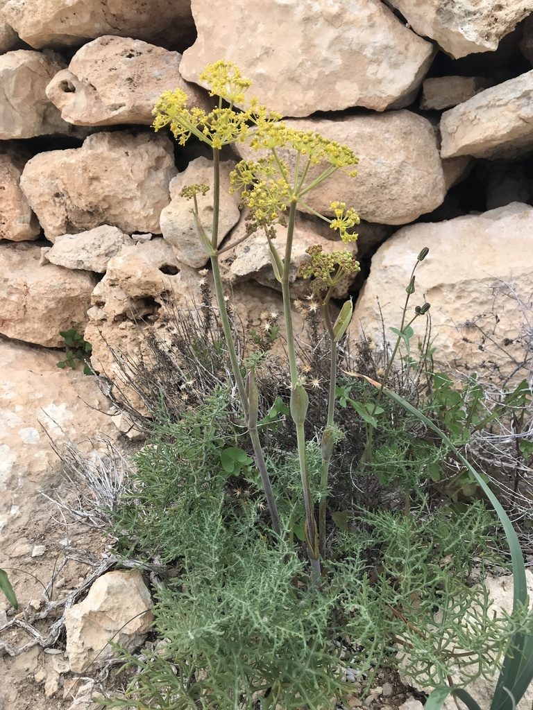 Thapsia pelagica, photographed by Chiara Catalano