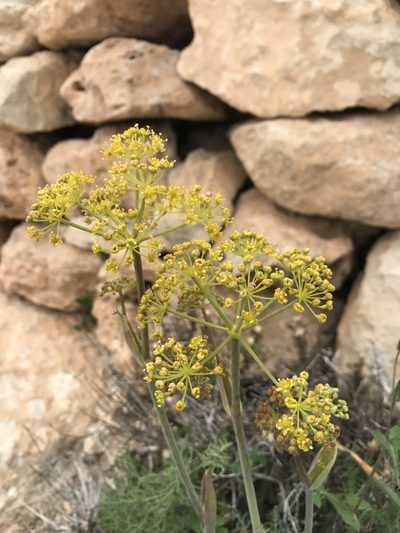 Thapsia pelagica, photographed by Chiara Catalano