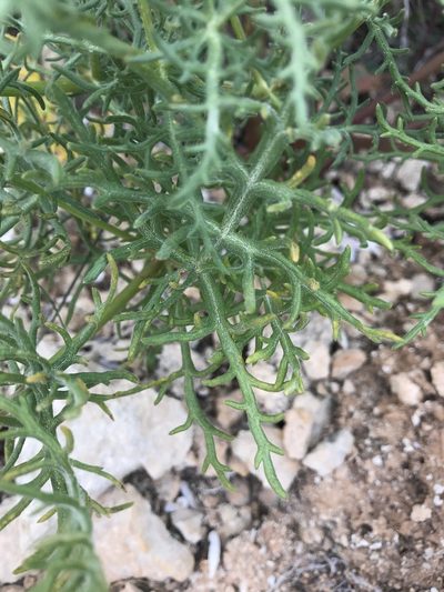 Thapsia pelagica, photographed by Chiara Catalano