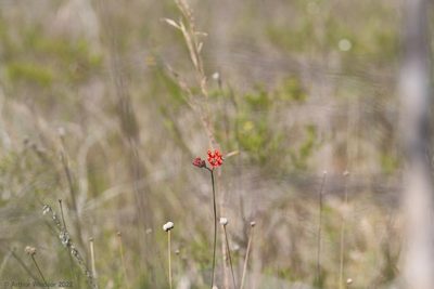 Asclepias lanceolata, photographed by Arthur Windsor