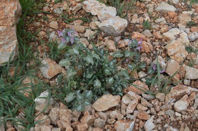 Lamium garganicum, photographed by Olena V. Vakarenko