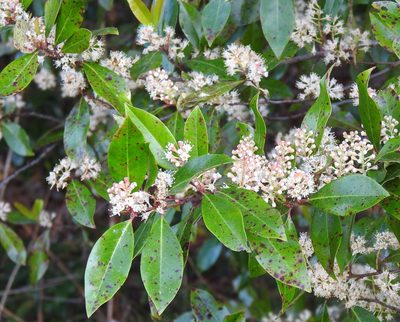 Prunus caroliniana, photographed by saltyhiker