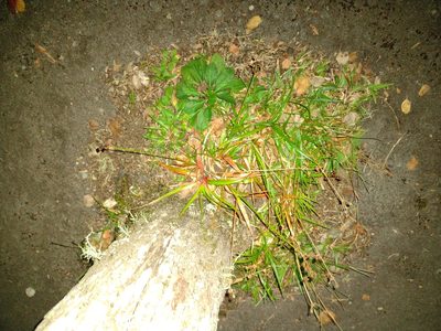 Juncus planifolius, photographed by Kevin Faccenda