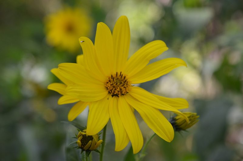 Helianthus tuberosus, photographed by Lauu