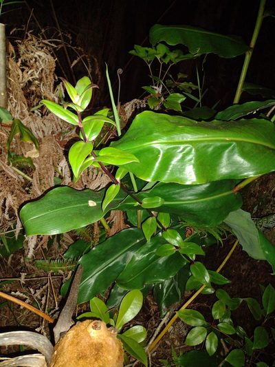 Kadua centranthoides, photographed by Kevin Faccenda
