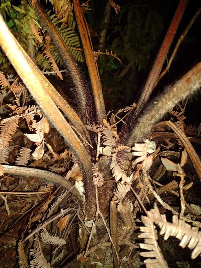 Cibotium menziesii, photographed by Kevin Faccenda