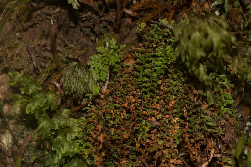 Adenophorus hymenophylloides, photographed by Kevin Faccenda