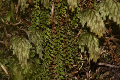Adenophorus hymenophylloides, photographed by Kevin Faccenda