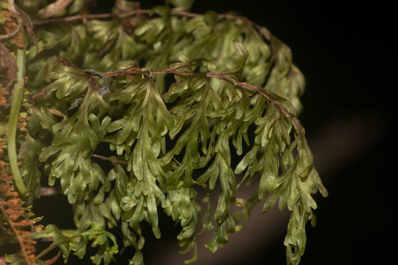Hymenophyllum recurvum, photographed by Kevin Faccenda