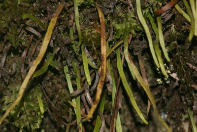 Adenophorus tenellus