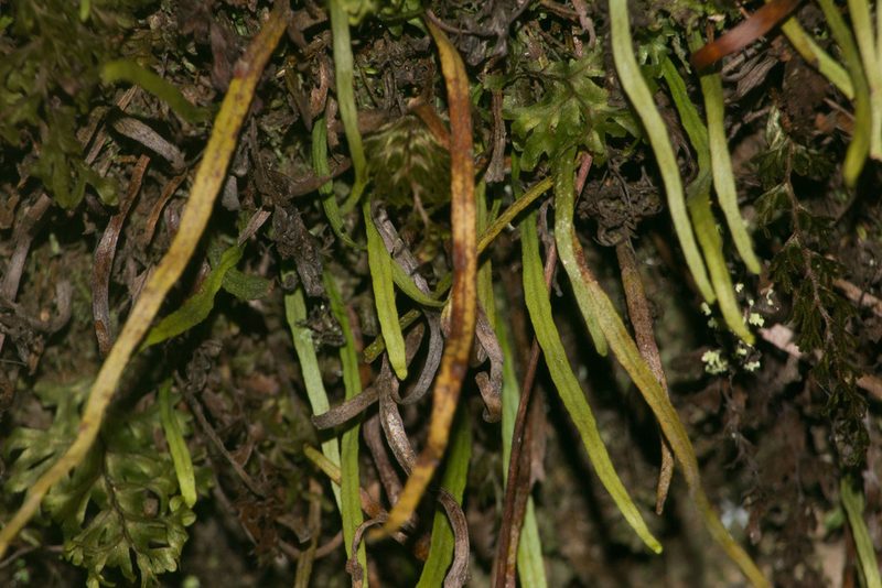 Adenophorus tenellus, photographed by Kevin Faccenda