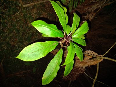 Clermontia parviflora