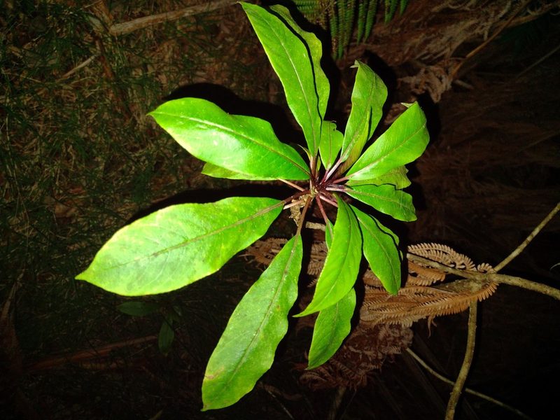 Clermontia parviflora, photographed by Kevin Faccenda