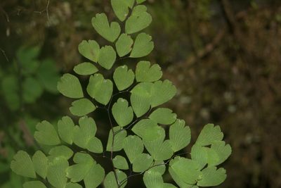 Adiantum raddianum, photographed by Kevin Faccenda