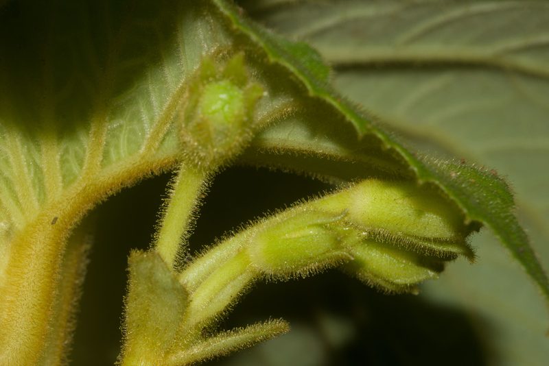 Cyrtandra platyphylla, photographed by Kevin Faccenda
