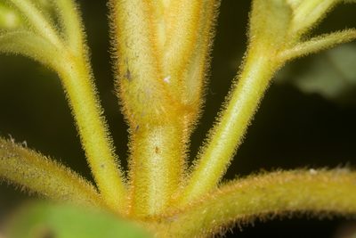 Cyrtandra platyphylla, photographed by Kevin Faccenda