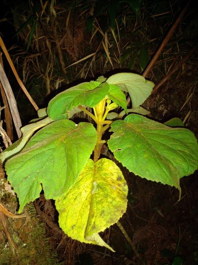 Cyrtandra platyphylla, photographed by Kevin Faccenda