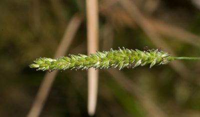 Sacciolepis indica, photographed by Kevin Faccenda