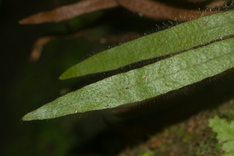 Oreogrammitis hookeri, photographed by Kevin Faccenda
