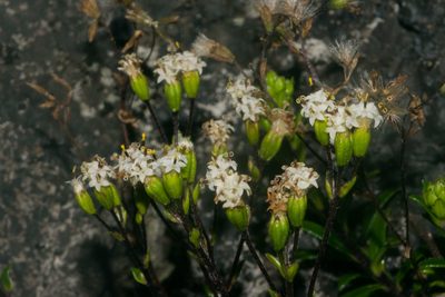 Dubautia scabra, photographed by Kevin Faccenda