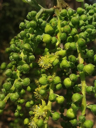 Mallotus nudiflorus, photographed by S.MORE