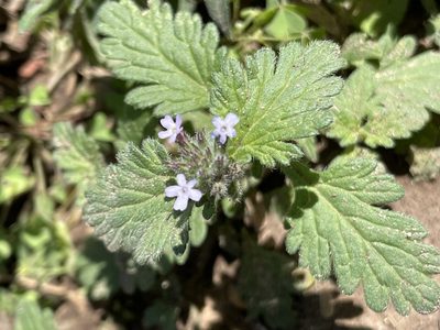 Verbena quadrangulata, photographed by Evelyn Lazzaretti 🏳️‍⚧️