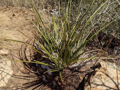 Nolina microcarpa, photographed by Alexandre Passos