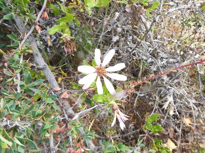 Mutisia spinosa, photographed by Leonel Roget