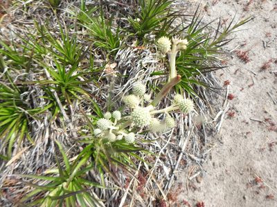Eryngium paniculatum, photographed by Leonel Roget