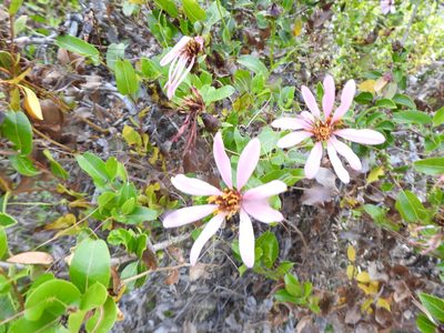 Mutisia spinosa, photographed by Leonel Roget