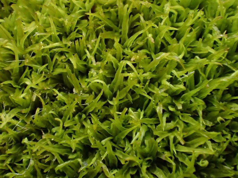 Tortella nitida, photographed by George Greiff