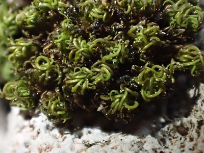 Tortella nitida, photographed by George Greiff
