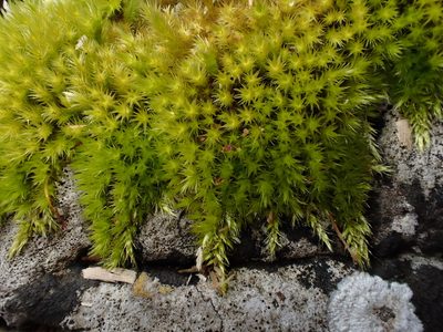Homalothecium sericeum, photographed by George Greiff
