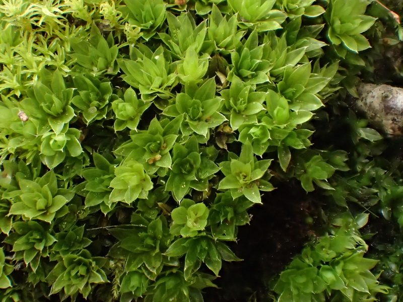 Rosulabryum donianum, photographed by George Greiff