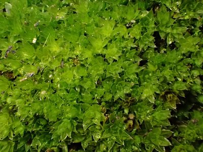 Rosulabryum donianum, photographed by George Greiff