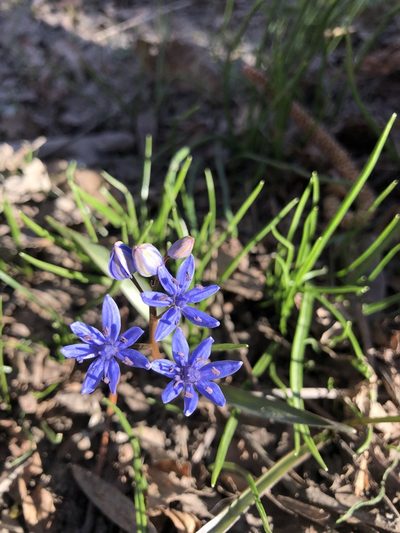 Scilla vindobonensis, photographed by Felix Seebauer