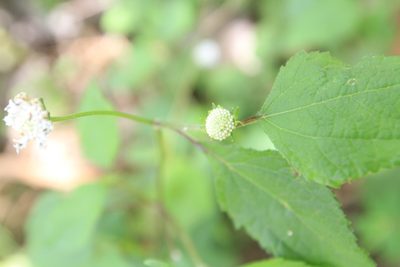 Melanthera nivea, photographed by Brian Oakes Haiti Hunter