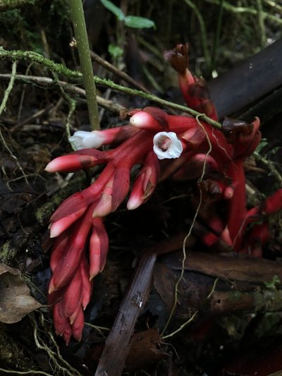 Renealmia ligulata, photographed by Skjold Søndergaard