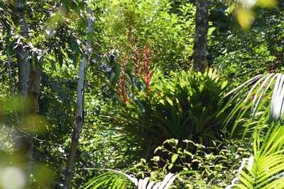 Vriesea philippocoburgi, photographed by Cajá-manga