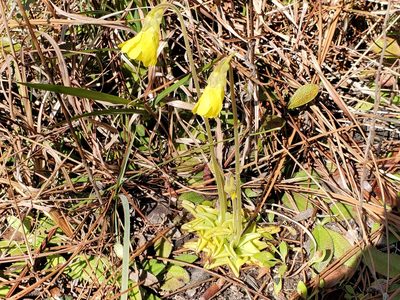 Pinguicula lutea, photographed by Samuel A Schmid, PhD, PWS