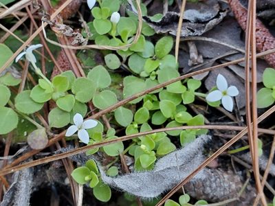 Houstonia procumbens, photographed by Samuel A Schmid, PhD, PWS