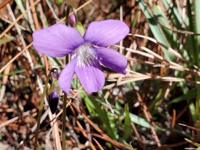 Viola septemloba, photographed by Samuel A Schmid, PhD, PWS