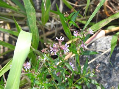 Cuphea fruticosa, photographed by Leonel Roget