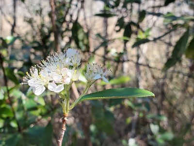 Aronia arbutifolia, photographed by Samuel A Schmid, PhD, PWS