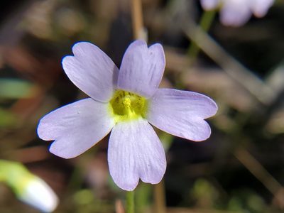 Pinguicula primuliflora, photographed by Samuel A Schmid, PhD, PWS