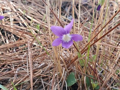 Viola septemloba, photographed by Samuel A Schmid, PhD, PWS