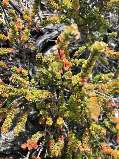 Baeckea imbricata, photographed by Ely Wallis